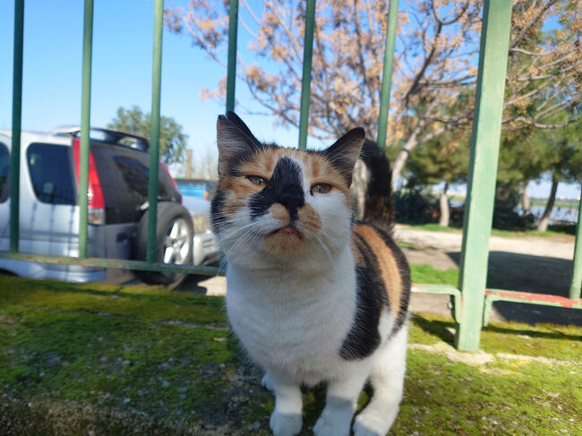 ハラ・スルタンモスク