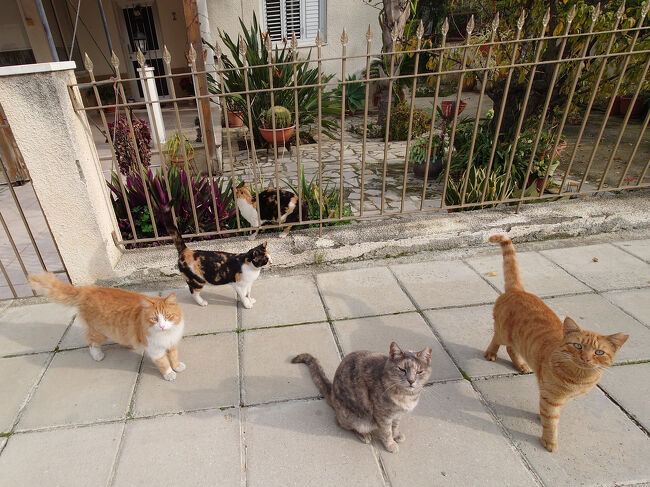 民家の庭にいた猫たち