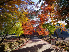 醍醐寺の東側にある仁王門を超えた先も紅葉がきれいでした。午前中は天気もよく、少し寒かったですが行楽日和でした。