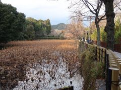大河内山荘から山陰本線を越えて進むと小倉池。池一面に蓮が覆っています。夏に来れば綺麗な蓮の花が見えますが、冬は寂しい限りです