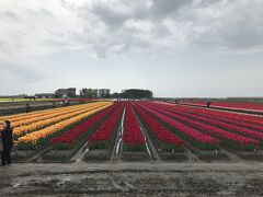 風が強く雨も時々落ちてきた。
一旦、舟川からシャトルバスで泊駅に戻り、
待合室でかの有名な「ますの押し寿司」を食べる。

泊から入善まで列車で移動し
さらにシャトルバスで　にゅうぜんフラワーロードへ
最近、人気が出てきたチューリップ畑
広大な敷地に　色とりどり　たくさんの種類のチューリップが
整然と並び咲き誇っていた。