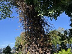 シルバーパゴダへ。
王宮と一体となっています。