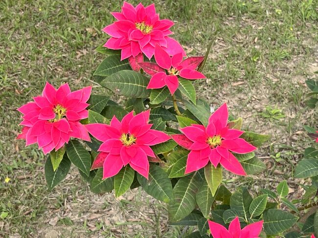 綺麗な花も咲いています