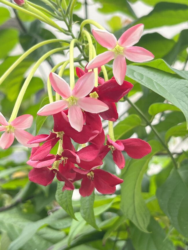 綺麗なお花も咲いていました