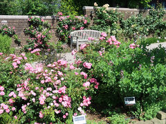　みなとみらい線の元町・中華街駅ビル内のエレベーターを利用し、アメリカ山公園に出ました。ピンク色のバラが咲き誇っています。