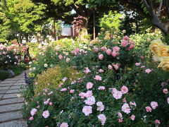　競い合うように咲き誇る薔薇に埋もれるように、小路を歩いていきます。