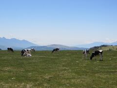 こんないい景色の中、牛さんたちもうれしいと思う！