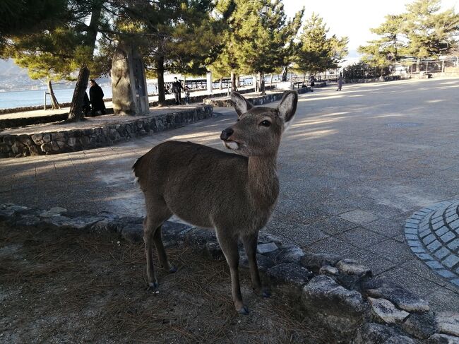 宮島には鹿がいます