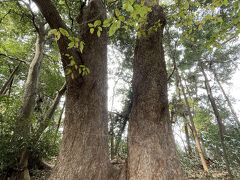 下っていくと大きな夫婦木があります