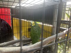 フルーツランド？
ただ鳥を見に来ました。