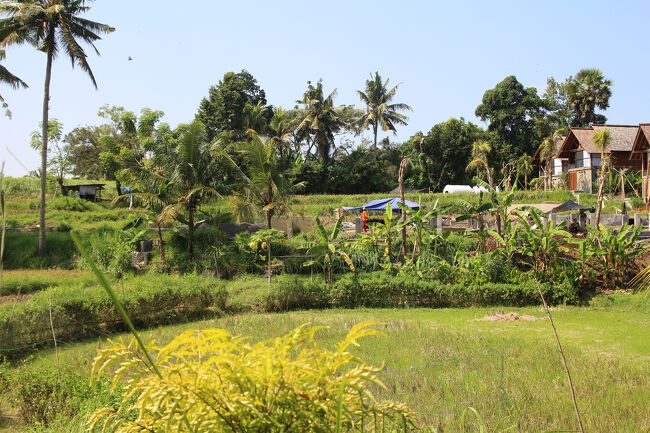 周囲は、ウブドらしいのどかな田園風景