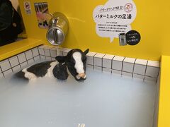 ゲロ ゲロ バター スタンド