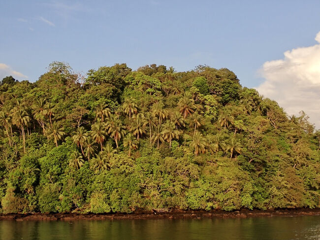 熱帯の森にヤシの木が飛び出ています。<br />南国のジャングルの風景です。