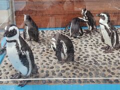 道の駅すさみのお隣
「エビとカニの水族館」のペンギン達が、外に出ていました