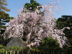 建仁寺境内の桜も見事に咲き誇り、枝垂桜も満開に