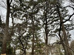 武蔵野の面影を残す松林。
