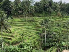 今日はＡＰＡ？でウルンダヌ・バトゥールコース（6時間）4,000円/人に申し込んでいました。10時にピックアップ。マデさんという運転手兼ガイドさん。
まずはテガラランのライステラス。あいにく、イマイチな時期らしいです。