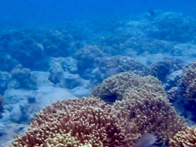 海の透明度が増し、サンゴが見えて来ます。