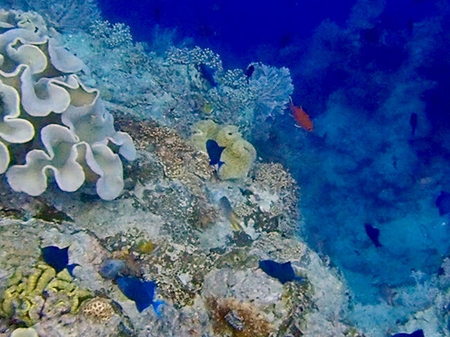 いつもより、暗い青のドロップオフ。