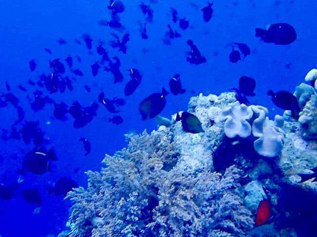 魚達はいつもと同じ、一杯泳いでいます。