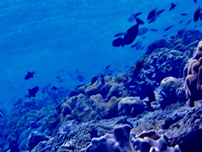 浅瀬に戻って上を見ると、