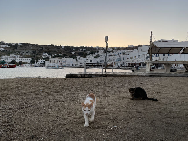 朝7時のミコノス島。<br />海辺には猫が2匹。<br />宿に朝食はついていないので、散歩しつつ朝ごはんを食べに行きます。<br /><br />
