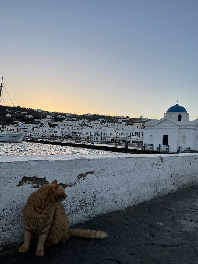 ここにも猫ちゃん。<br /><br />まだ街中のカフェはオープンしていないので、少し離れたところにあるスタバを目指して歩くことにしました。