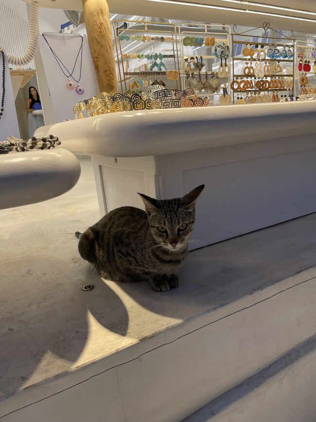 店番猫ちゃん。