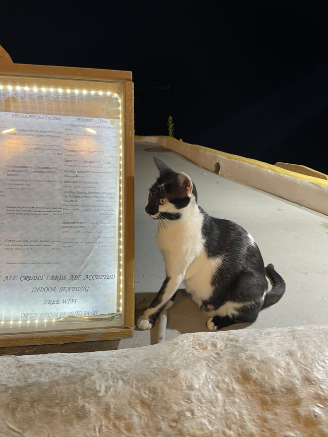 帰り道にあったレストランのメニュー表の隣にいた驚き顔の猫ちゃん。<br />サントリーニ島にも猫がいっぱいいました。