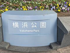 横浜公園を通ってホテルに荷物を預けてきます、4月開花に向けチューリップが植えられてました