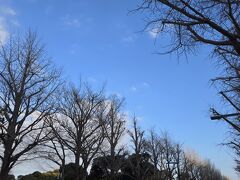 天気も良いので少し散策します、画像は黄葉が綺麗な山下公園前のイチョウ並木です