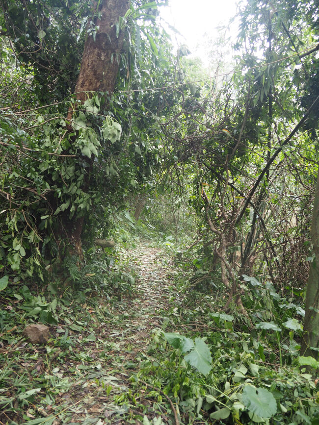 そしてとうとうよく分からない山道になってる<br />本当にここ通り道？？って感じ<br /><br />帰り道に知りましたが、私たちが登ったところはまた別の入り口からのようで、本当は、元の入り口のすぐとなりにある神社みたいなところから入れば、すぐに元のルートに合流できたらしい・・