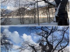 この後、白川郷を午後２時に出発して50分ほどで高山に着くはずだったのが、事故のため高速道路の入口が閉鎖されていて一般道で高山に向かうことになり、予定より40分遅れで高山に到着しました

しかし、一般道を通ったおかげで岐阜県指定天然記念物の「荘川桜」の木を見ることができました（近すぎてうまく写真が撮れませんでしたが）

御母衣（みぼろ）ダム建設によってダム湖に沈む運命にあった桜を1960年、ダム湖畔に移植、樹齢450年と推定される２本のエドヒガンの古木を「荘川桜」と呼ばれているそうです

花が咲いているところを見てみたいですね