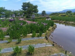 瓢湖にやって来ました．冬も良いですが，やはり花の時期は格別です．