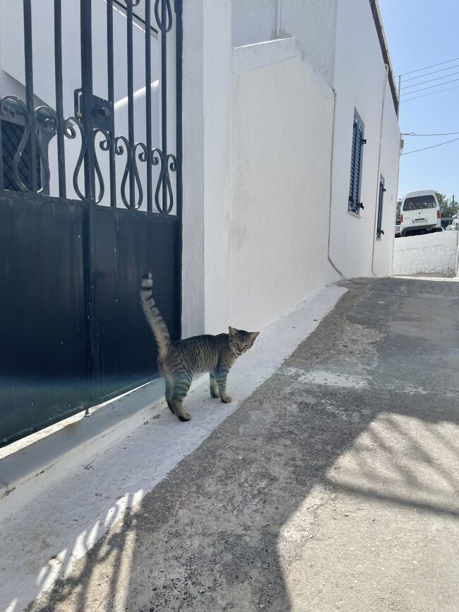 バス停近くにあった荷物預け所でスーツケースを預けて、2時間ほどの街歩きに出かけます。<br />フィラにも猫がいました。<br />