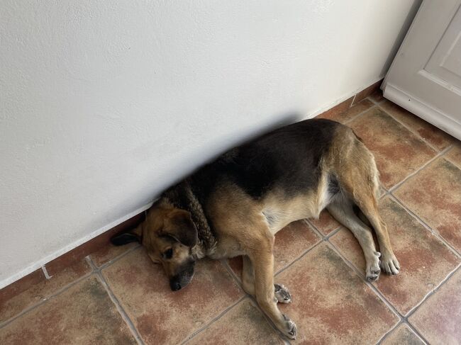 スーツケースを取りに手荷物預かり所へ戻ると犬がいました。<br />暑そうです。<br /><br />13:40くらいにバス停へ行きました。<br />バス停は小さめの駐車場のような感じで、行き先別に分かれているわけでもなく、停車しているバスも行き先表示がなくどこから港行きのバスが発車するのかよくわかりませんでした。<br />港行きのバスは14:15発のはずなので、しばらく待つことにしました。<br /><br />すると停車していたバスの一台の近くでおじさんが<br /><br />「アティニオスポート！ノットエアポート！」<br /><br />と叫び始めました。<br />観光客がわらわらと寄っていって行き先を聞きながら乗り込み始めたので、私たちも念の為行き先を確認し、チケットをその場で買って乗車しました。<br />そして13:50くらいにバスは発車しました。<br /><br />時刻表よりかなり早く？？という感じでしたが、港へ行く道を何台もバスが下ってきていたので、時刻表とは関係なく船の時間に合わせて何台も出ているのかな？と思いました。<br />とにかく港へ着くことができ一安心です。<br />