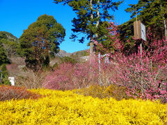 そして９時頃チェックアウトして熱海梅園に向います。

少々時期が早すぎますがーー。