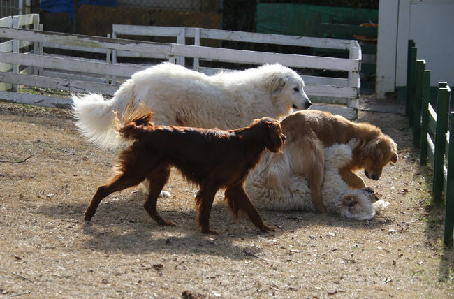 犬と鶏の置物 牧場風景 犬と鶏の置物 牧場風景