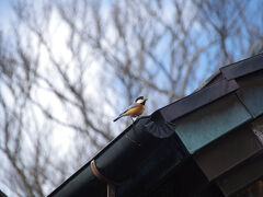 本社に来ていたヤマゲラ　アチコチで見掛けました