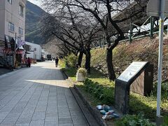 河津桜まつり
2025年2月1日(土)～28日(金）
https://kawazuzakura.jp/

※2月1日現在
つぼみもまだ膨らんでませんが、場所によって膨らみ始めたところもありました　見頃は中旬以降満開は下旬と予想します

満開時期に訪れたyumikenさんの旅行記
https://4travel.jp/travelogue/11812035
サフィールと桜のコラボ、もちろん飯テロも満開ですよ❀*゜
