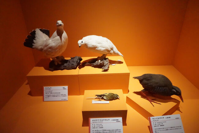 2025.2 特別展「鳥 ～ゲノム解析が解き明かす新しい鳥類の系統