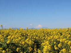 高速を乗り継いで、ソレイユの丘には10:30頃到着。
思ったより小さかったけど、遠くに富士山も見えて、菜の花がきれいです。