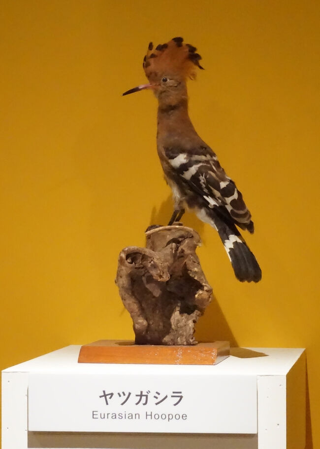 2025.2 特別展「鳥 ~ゲノム解析が解き明かす新しい鳥類の系統 2025.2 特別展「鳥 ~ゲノム解析が解き明かす新しい鳥類の系統