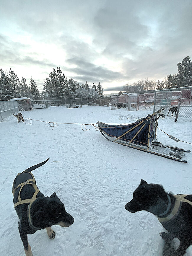 ホワイトホースで滞在中のアクティビティとして犬ぞりを予約したのは12月上旬。<br />犬ぞりは人気のアクティビティなので早めの予約が必須だとは知っていたのだが、秋以降の私の体調問題で日本出発3週間前のギリギリの予約となってしまった。<br /><br />ホワイトホースのアクティビティは21日前からキャンセル料が必要となるものが多く、犬ぞりも同様。<br />犬ぞりの費用は二人で700ドルとかなりお高いので、21日前の30％キャンセル料もばかにならない金額となる。<br />12月の入院の結果次第では旅そのものを諦めなくてはならない可能性もあり、できるだけ不必要な出費は避けたい…という思惑があった。<br /><br />何も海外旅の1か月前に入院しなくてもと私自身も思ったのだが、コレは命にかかわることだから…とドクターに言われたらそれはもう優先すべきは健康問題の方。<br /><br />幸い、結果オーライでオーロラ旅には行けることにはなり、犬ぞりも無事予約できたのだが（手首には入院のお土産としてカテーテル痣と神経症状は残されたが）、犬ぞりは人気のアクティビティなので、やると決めたら埋まる前の早めの予約をおすすめするのがおすすめ。<br />予約が埋まったら、多分キャンセルは出ないだろうから。<br /><br />私たちが予約したのは、宿泊したカレイドロッジ（Kaleido Lodge Yukon）が窓口となる犬ぞりで、参加申込は旅行会社STW経由で行った。<br /><br />（写真；犬ぞりの準備風景）<br />