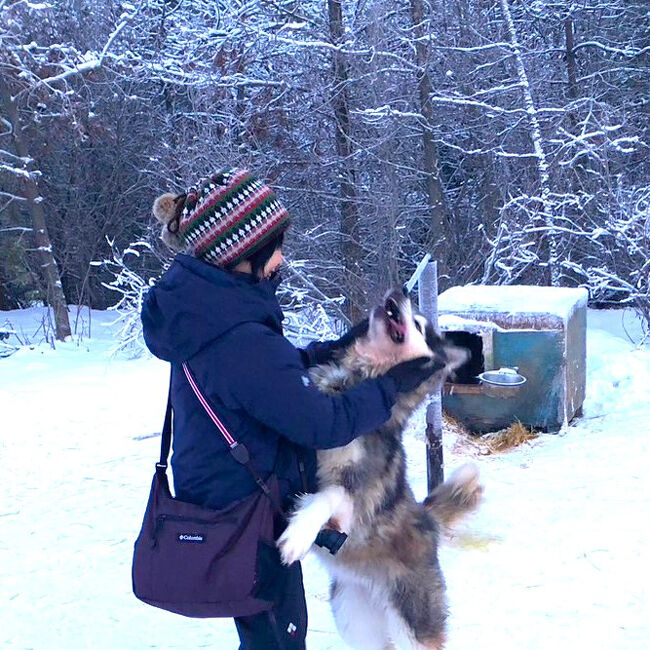 今回の犬ぞりアクティビティで私が着用したのは、上衣にはフリース素材シャツ&amp;フリース素材ジャケット＆ダウンジャケット。<br />下衣アウターには雪山用パンツ＆雪山用アウターズボン。<br />どれもトレッキング用衣類なのでレイヤリングしてももたつきはなく、体の動きは妨げない。<br />日中なので気温は下がっても－10℃程度と考えて、この装備にとどめておいた。<br />アンダーウェアには、ヒートテックの超極暖を上下で使用。<br /><br />（写真；犬舎にはシベリアンハスキーと狼とのミックス犬もいる。この仔も遊んでほしくて押し倒しそうな勢いで飛びついてくる。）<br />