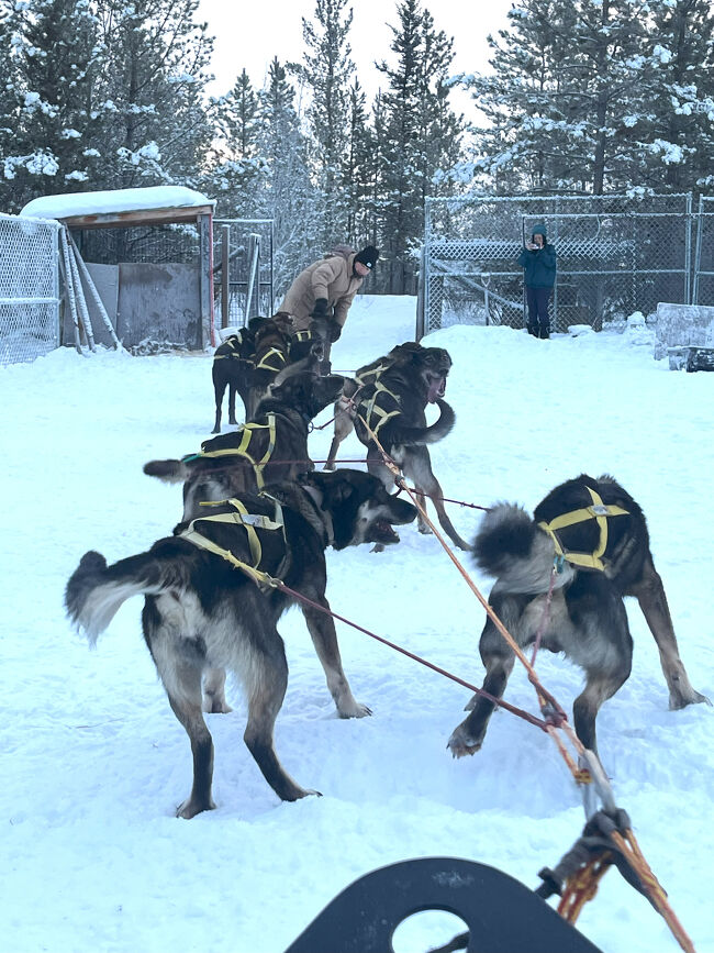 総員がそろうと、もう彼らは早く走りだしたくて運動会のようなにぎやかさ。。<br /><br />犬たちにとっては、犬ぞりアクティビティーはお仕事ではあるが楽しいお仕事。<br />だって、雪原の中を思いっきり走ることは彼らにとっては、遊びの一環。<br /><br />マッシャーが出すスタートのGoサインが待ちきれないって感じだ。<br /><br />