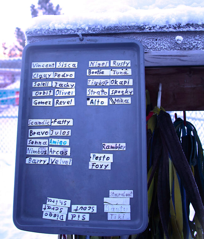 本日の犬たちの組み合わせは、ボード右上のNigel Rusty Bootie Tuna Timber Okapi Stratto Speaky Alto Mikaの10頭。<br /><br />ボードの犬の名前は本人（本犬）を見なくとも、その容姿や性格が想像できるもが多い。<br />さび色、白足袋、おしゃべり、陽気、太っちょ、などなど。<br /><br />でも、Okapi(オカピ)って犬が一番気になる。<br />だって、オカピはキリンとシマウマのハーフの動物で、顔がキリン寄りで脚がシマウマの縞模様。<br />犬のオカピも足が縞々デザインなのだろうか。<br />