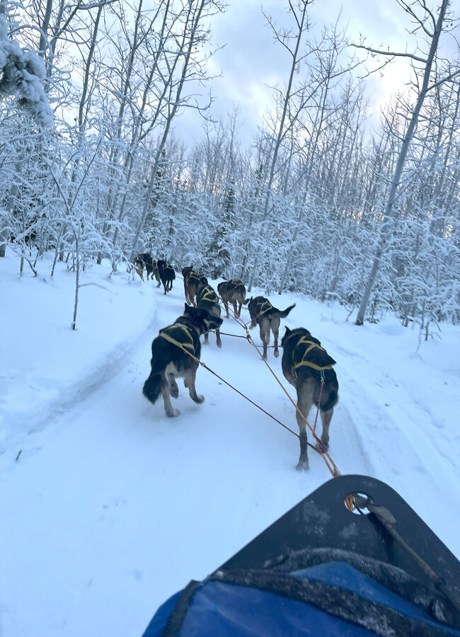 気温はそんなに低くはないが、－10℃くらいかな。<br /><br />昨日の日光で溶けた雪のしずくが夜の寒さで凍り付き、森の木の枝を白く彩る。<br /><br />