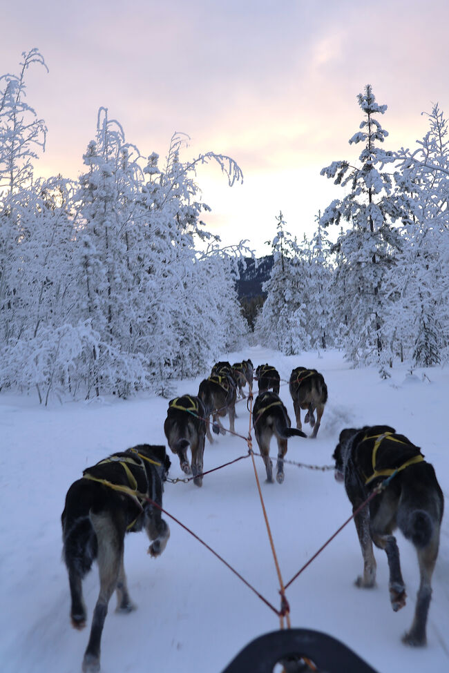 ルートには起伏があり、全力疾走する犬たちも必死。