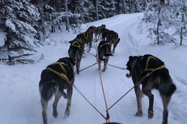 そんなスピードで走るので、橇の先頭に乗る人物（つまり、私）にはルート沿いの木の枝などの障害物がビシバシと体にあたる。<br /><br /><br /><br />